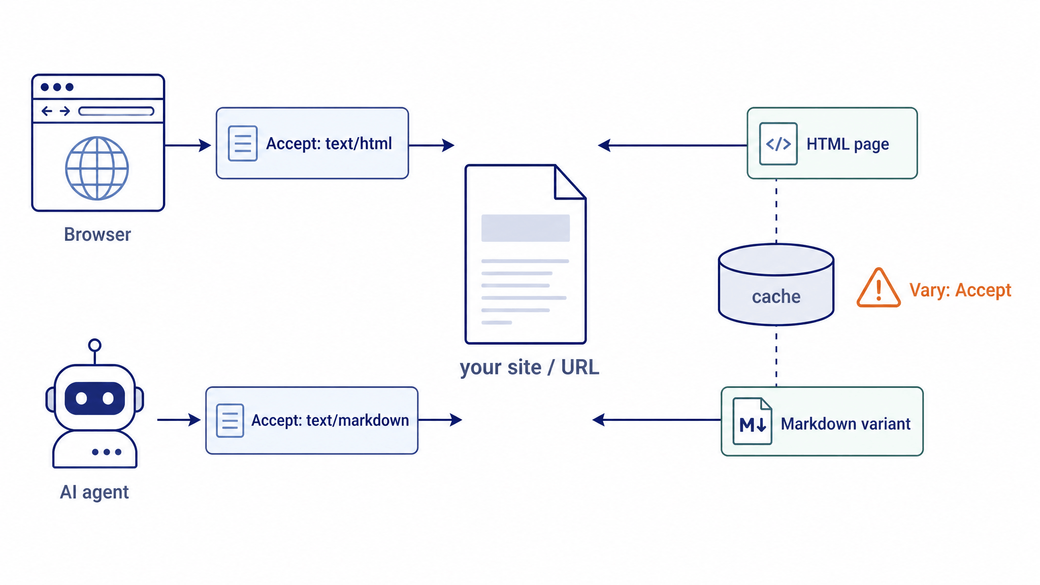 Diagram of content negotiation: a browser sending Accept: text/html gets an HTML page, an AI agent sending Accept: text/markdown gets a Markdown variant of the same URL, with a cache requiring Vary: Accept